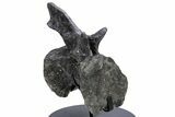 Sauropod Dinosaur (Diplodocus) Caudal Vertebra - Colorado #222507-6